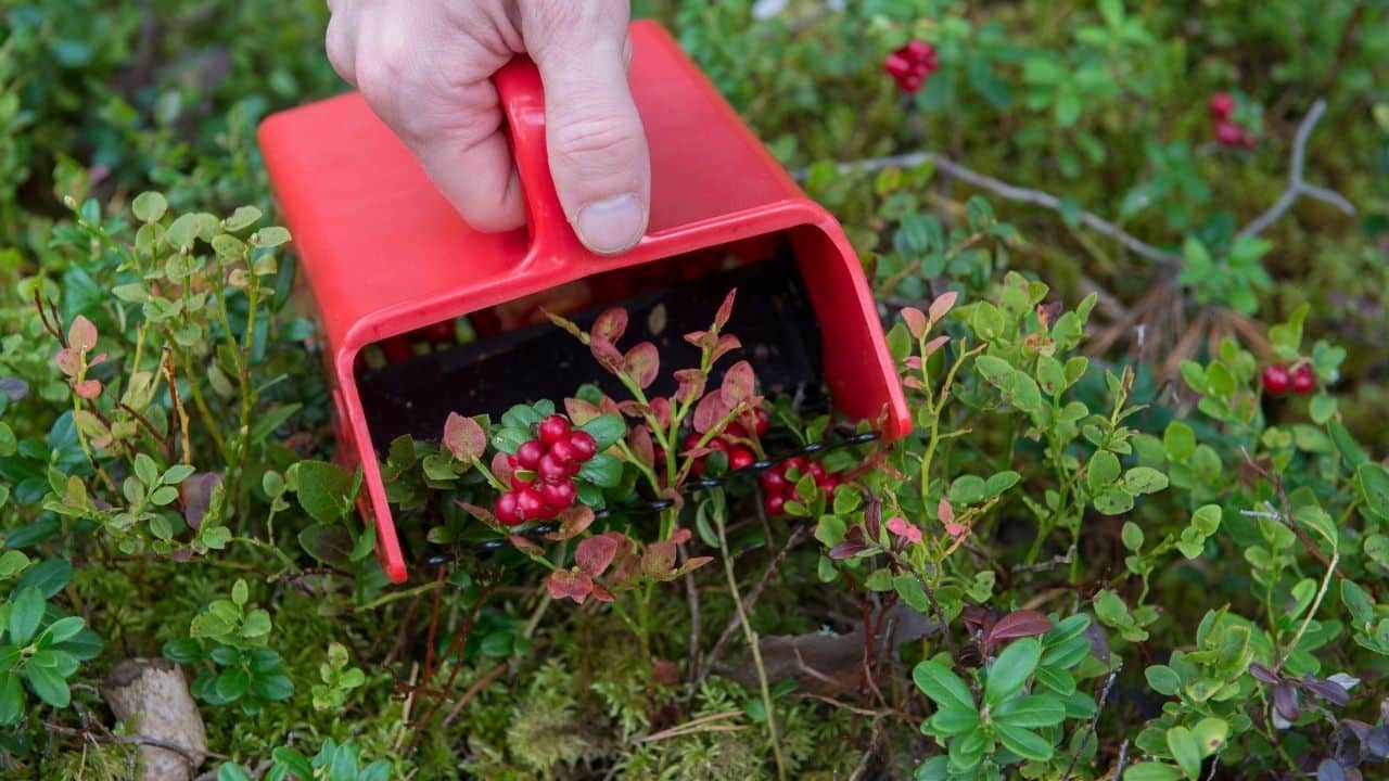 Berry picking Finland