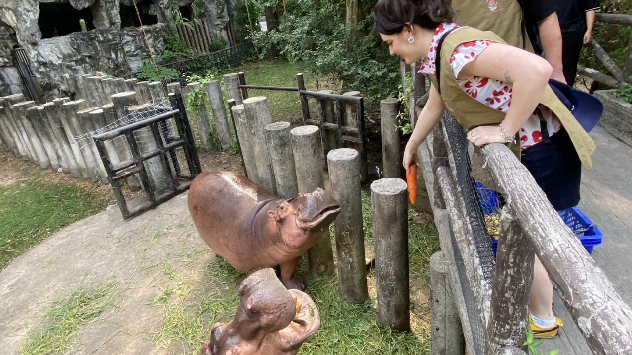 Moo Deng Khao Kheow Open Zoo