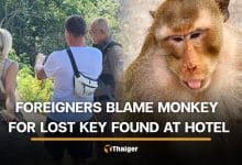 Koh Chang monkeys falsely accused of stealing foreigner’s motorcycle key | Thaiger