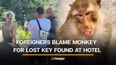 Koh Chang monkeys falsely accused of stealing foreigner’s motorcycle key | Thaiger
