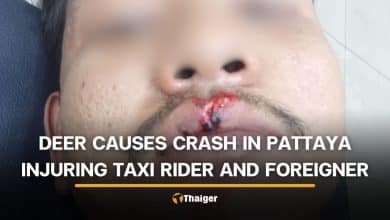 Pattaya deer accident leaves taxi rider and foreign passenger injured | Thaiger