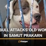 Pit bull attacks 70 year old Thai woman in Samut Prakan | Thaiger