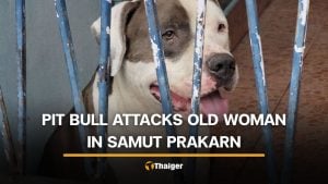 Pit bull attacks 70 year old Thai woman in Samut Prakan | Thaiger