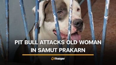 Pit bull attacks 70 year old Thai woman in Samut Prakan | Thaiger