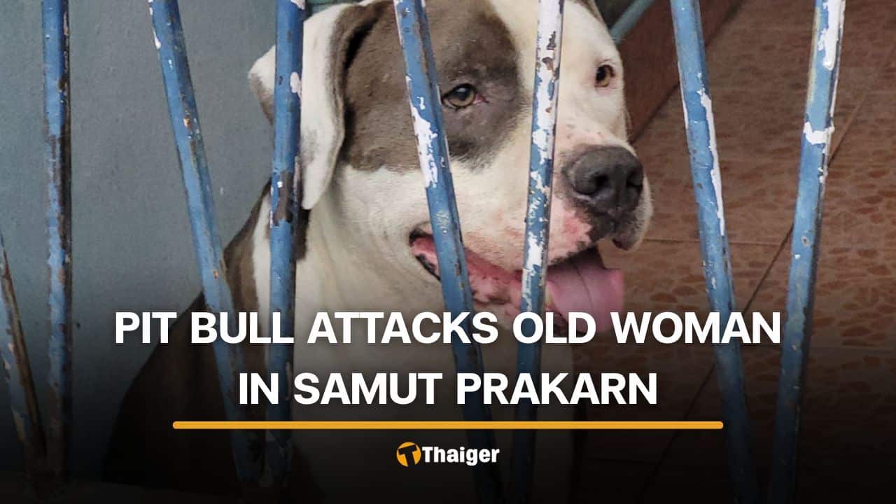 Pit bull attacks 70 year old Thai woman in Samut Prakan | Thaiger