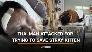 Thai man attacked and seriously injured after allegedly trying to save stray kitten | Thaiger