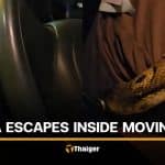 Thai snake rescuer shares safety warning after cobra escapes inside car | Thaiger