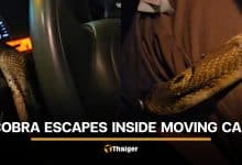 Thai snake rescuer shares safety warning after cobra escapes inside car | Thaiger