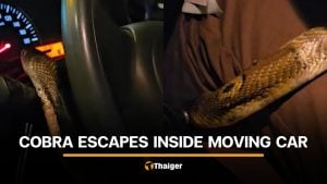 Thai snake rescuer shares safety warning after cobra escapes inside car | Thaiger