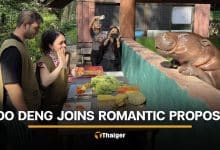 Italian man proposes to his girlfriend with Moo Deng as witness | Thaiger