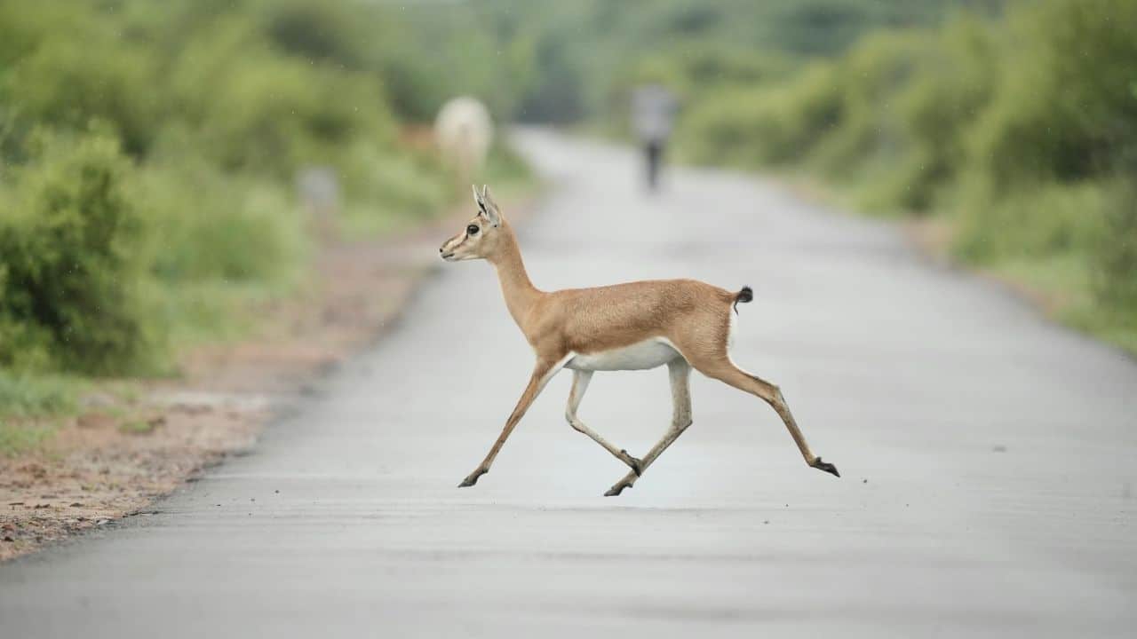 Deer on road