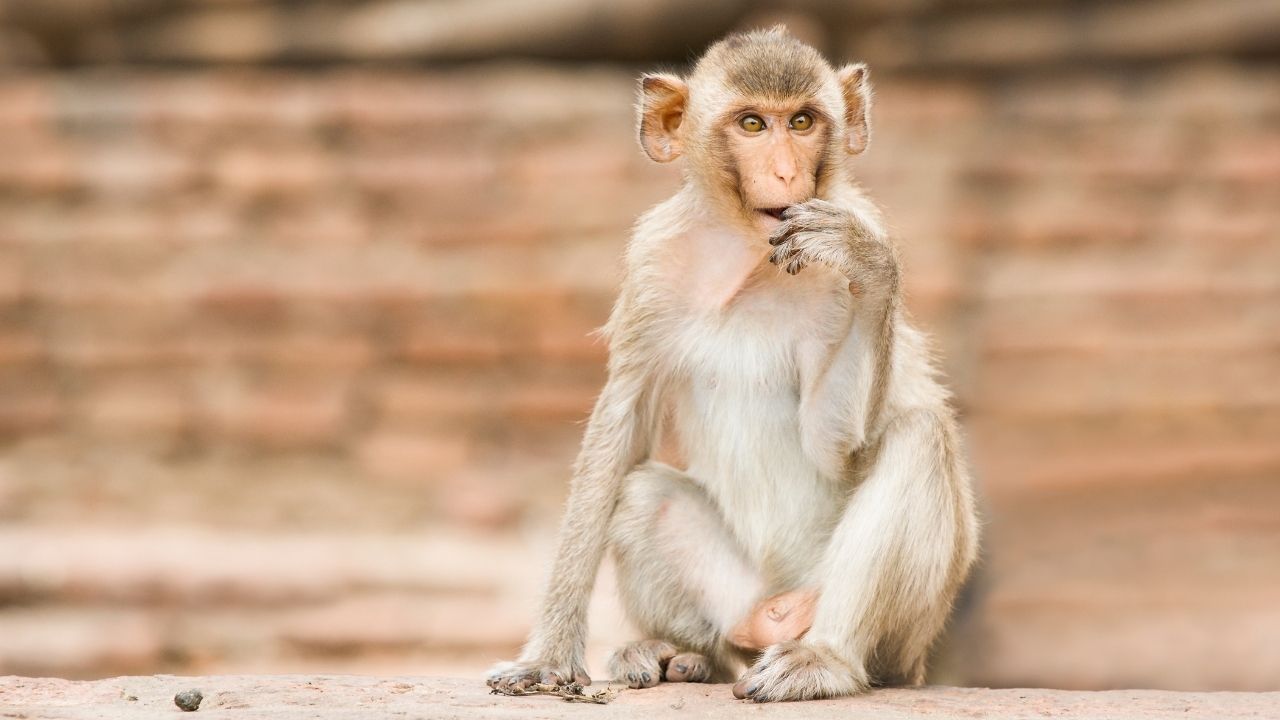 monkey in Thailand