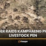 Tiger raids boar pen near Kamphaeng Phet homes, patrols sent | Thaiger