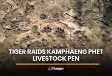 Tiger raids boar pen near Kamphaeng Phet homes, patrols sent | Thaiger