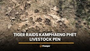 Tiger raids boar pen near Kamphaeng Phet homes, patrols sent | Thaiger