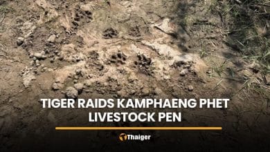 Tiger raids boar pen near Kamphaeng Phet homes, patrols sent | Thaiger