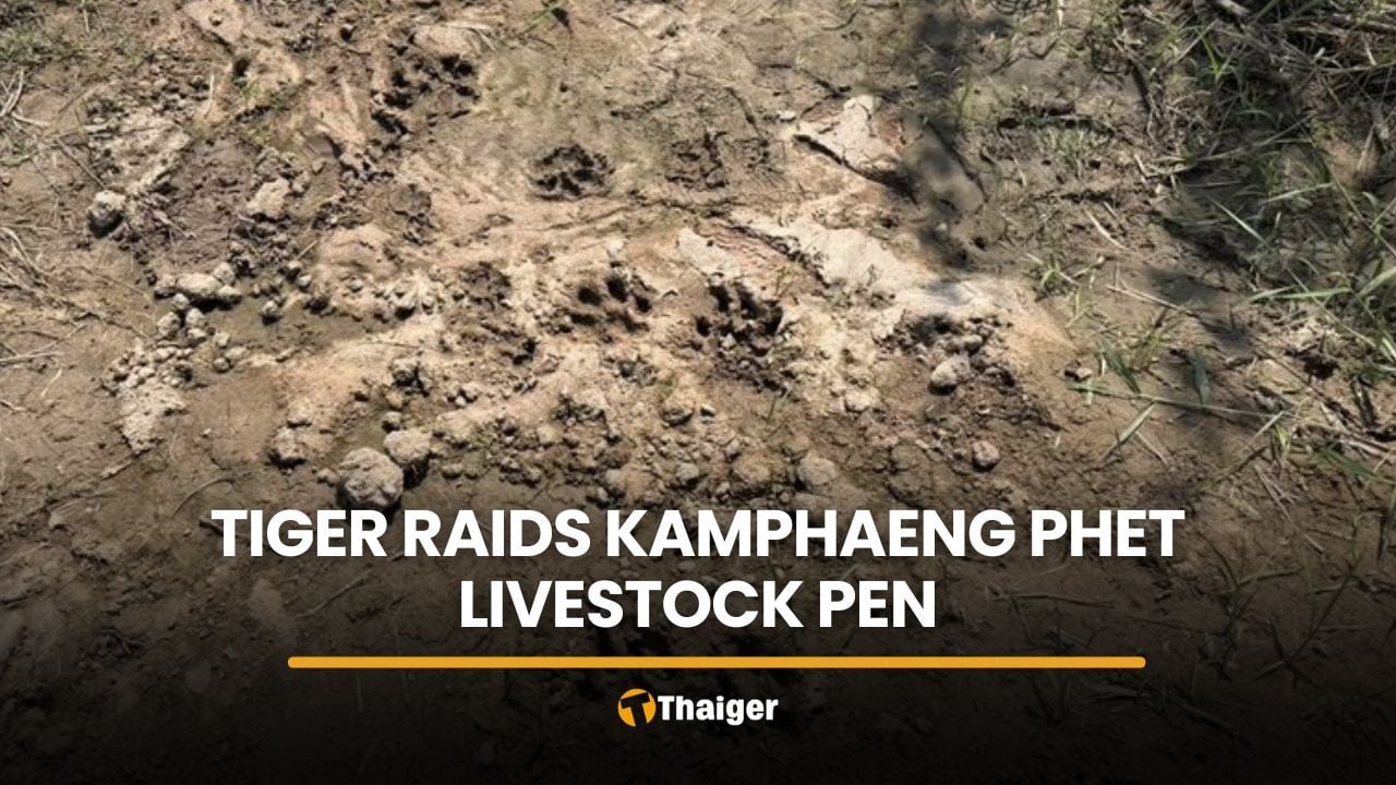 Tiger raids boar pen near Kamphaeng Phet homes, patrols sent | Thaiger