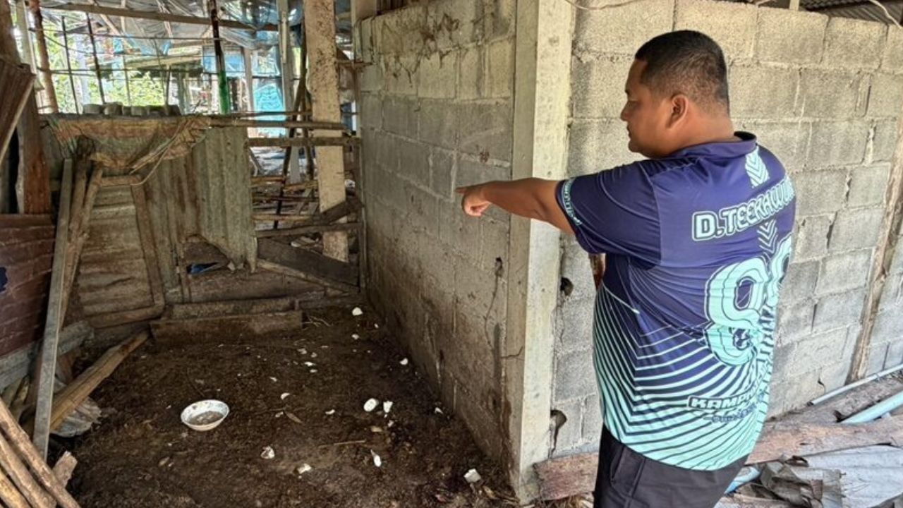 Tiger raids boar pen near Kamphaeng Phet homes, patrols sent