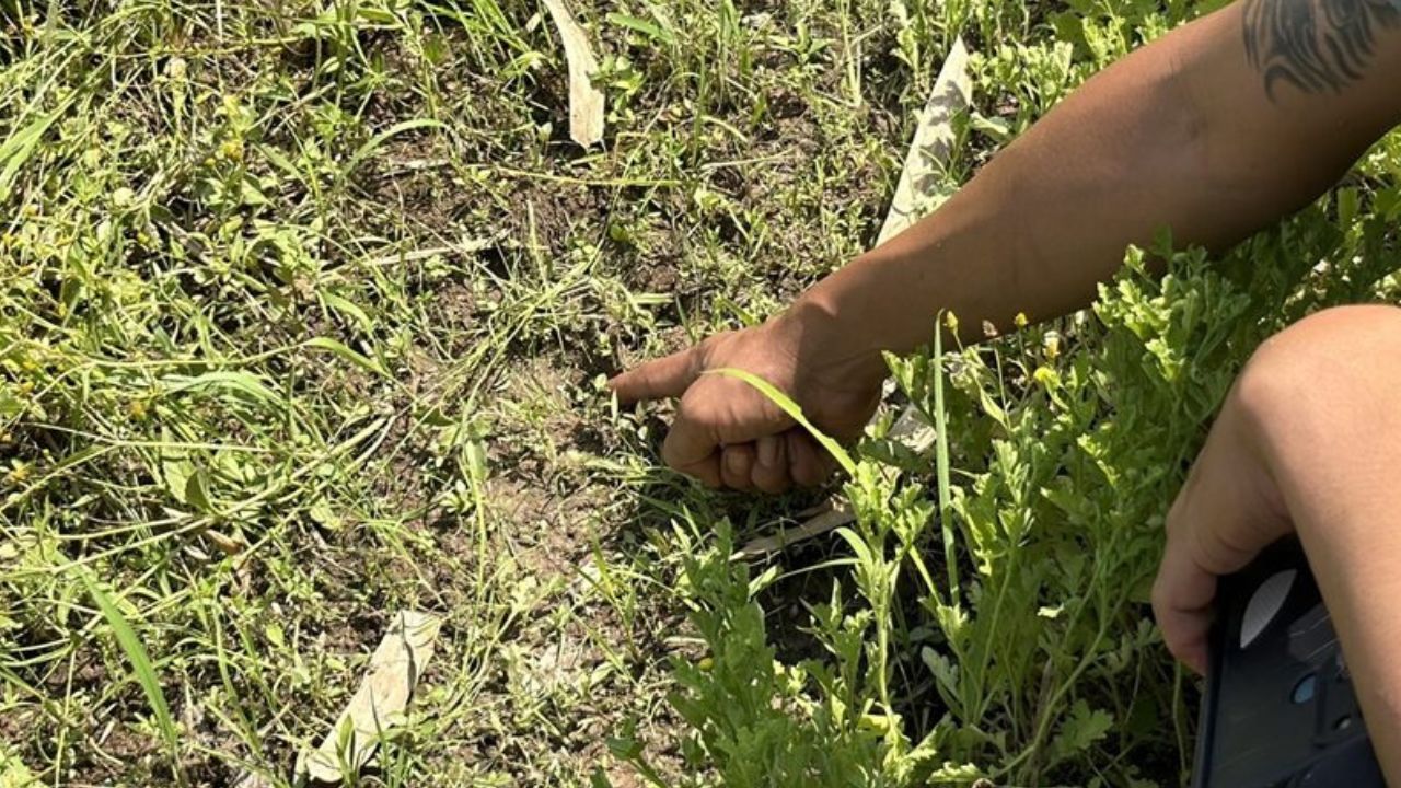 Tiger raids boar pen near Kamphaeng Phet homes, patrols sent
