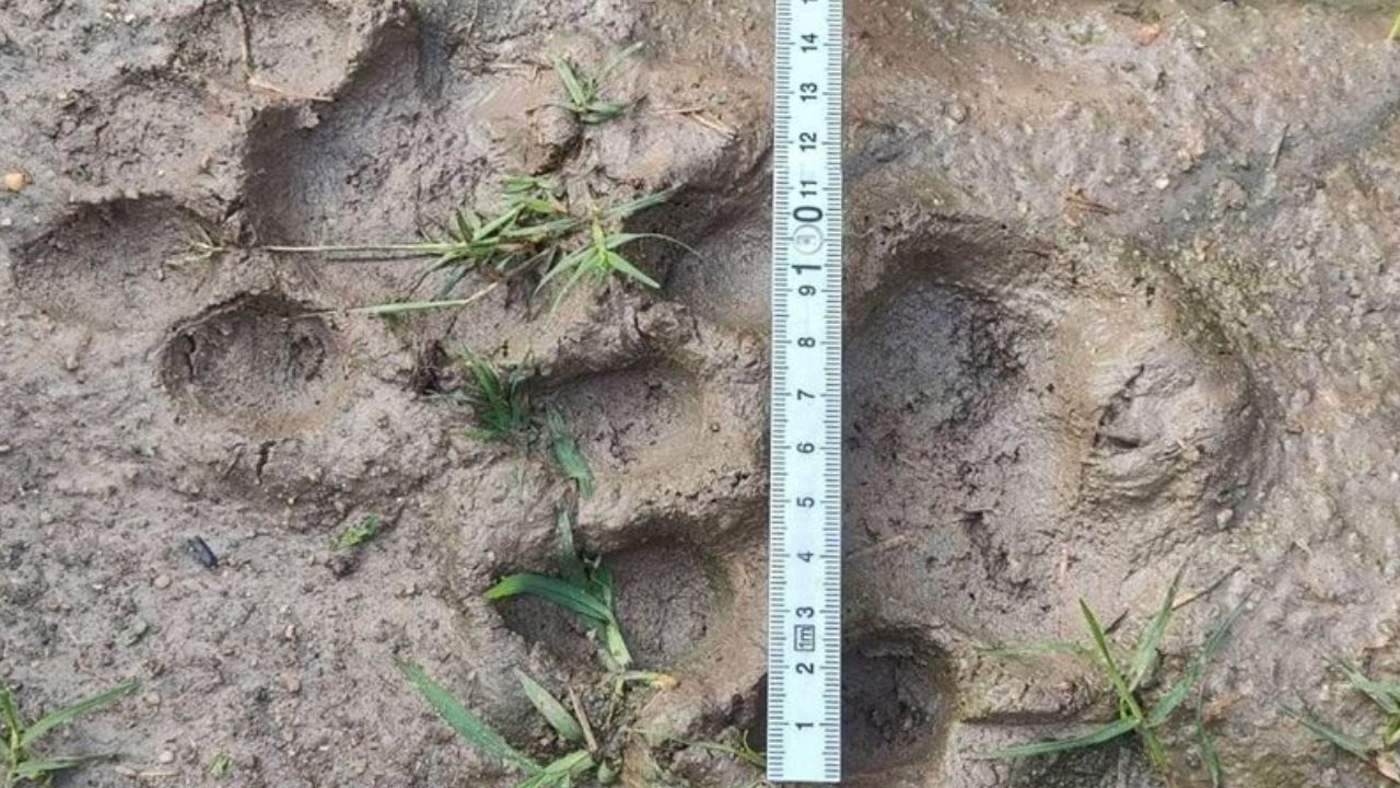 Tiger raids boar pen near Kamphaeng Phet homes, patrols sent