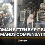 Owner blames unsecured door as pit bull bites delivery driver | Thaiger