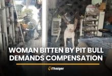 Owner blames unsecured door as pit bull bites delivery driver | Thaiger
