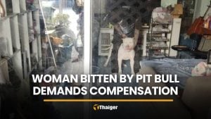 Owner blames unsecured door as pit bull bites delivery driver | Thaiger