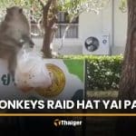 Hungry monkeys swarm Hat Yai park, snatching food from visitors | Thaiger