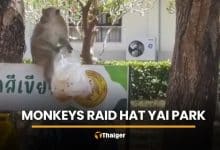 Hungry monkeys swarm Hat Yai park, snatching food from visitors | Thaiger