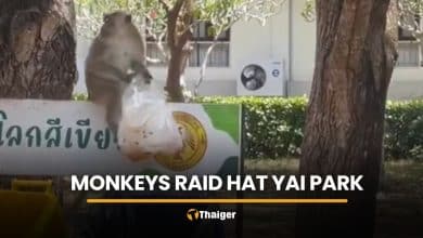 Hungry monkeys swarm Hat Yai park, snatching food from visitors | Thaiger
