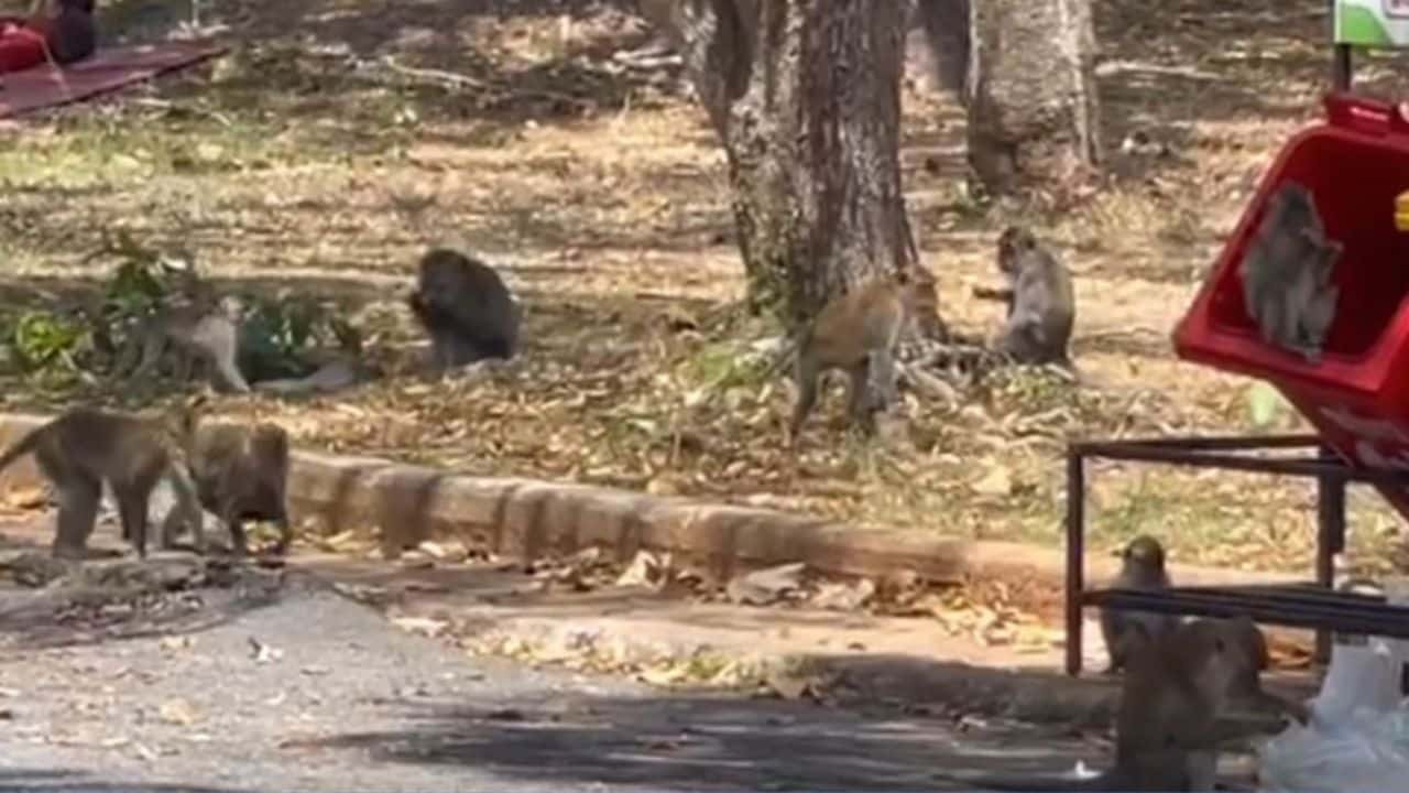 Hungry monkeys swarm Hat Yai park, snatching food from visitors