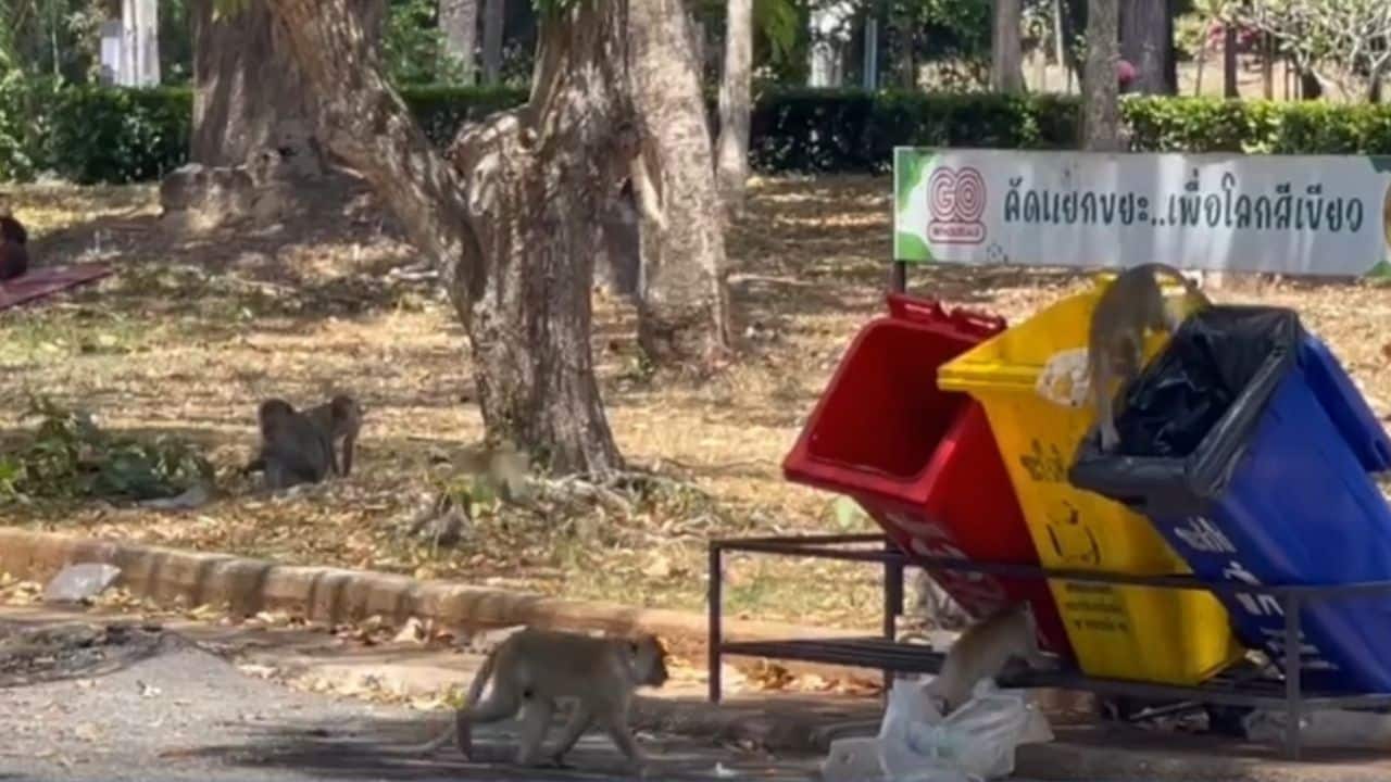 Hungry monkeys swarm Hat Yai park, snatching food from visitors