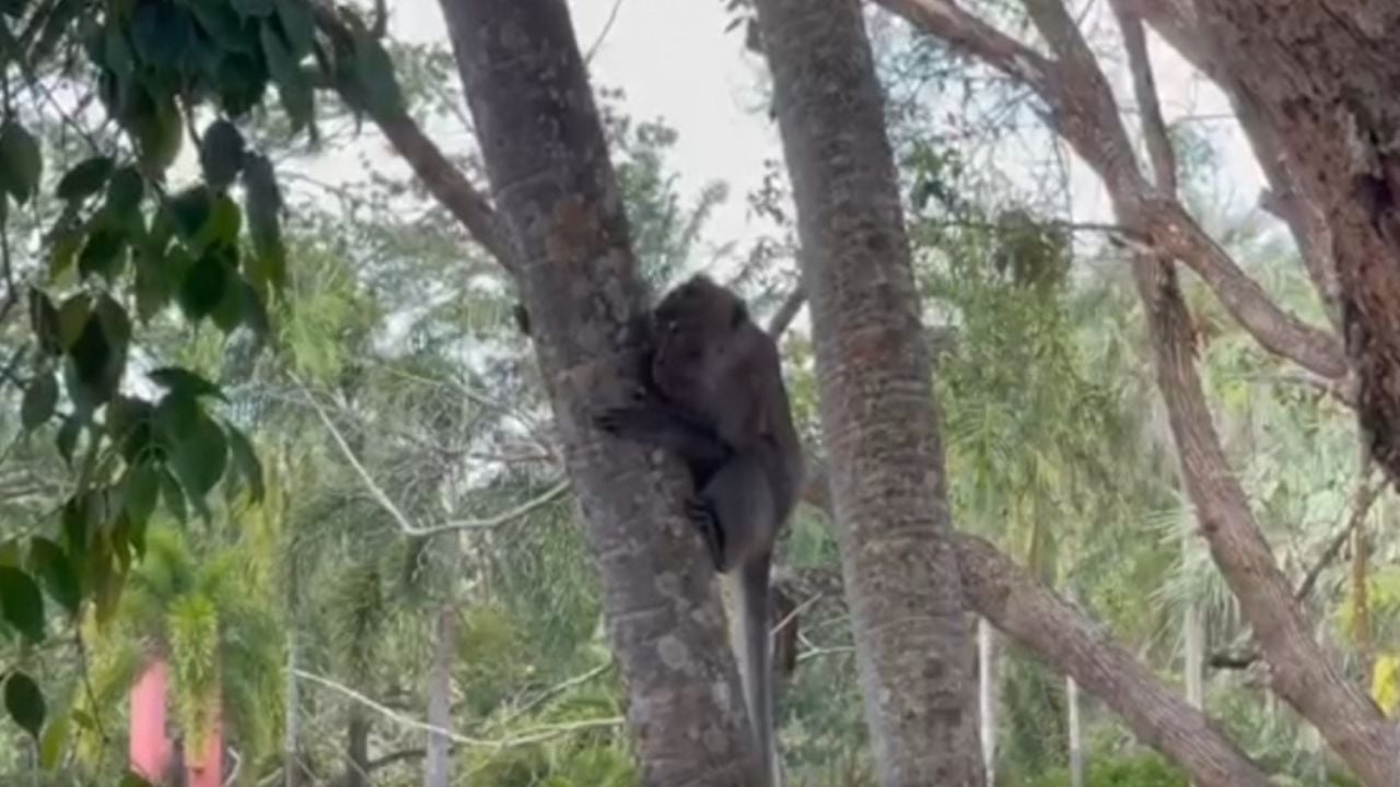 Hungry monkeys swarm Hat Yai park, snatching food from visitors