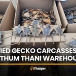 CIB finds 124,200 gecko carcasses at Pathum Thani warehouse | Thaiger