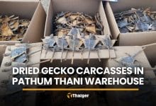 CIB finds 124,200 gecko carcasses at Pathum Thani warehouse | Thaiger
