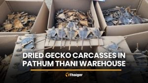 CIB finds 124,200 gecko carcasses at Pathum Thani warehouse | Thaiger