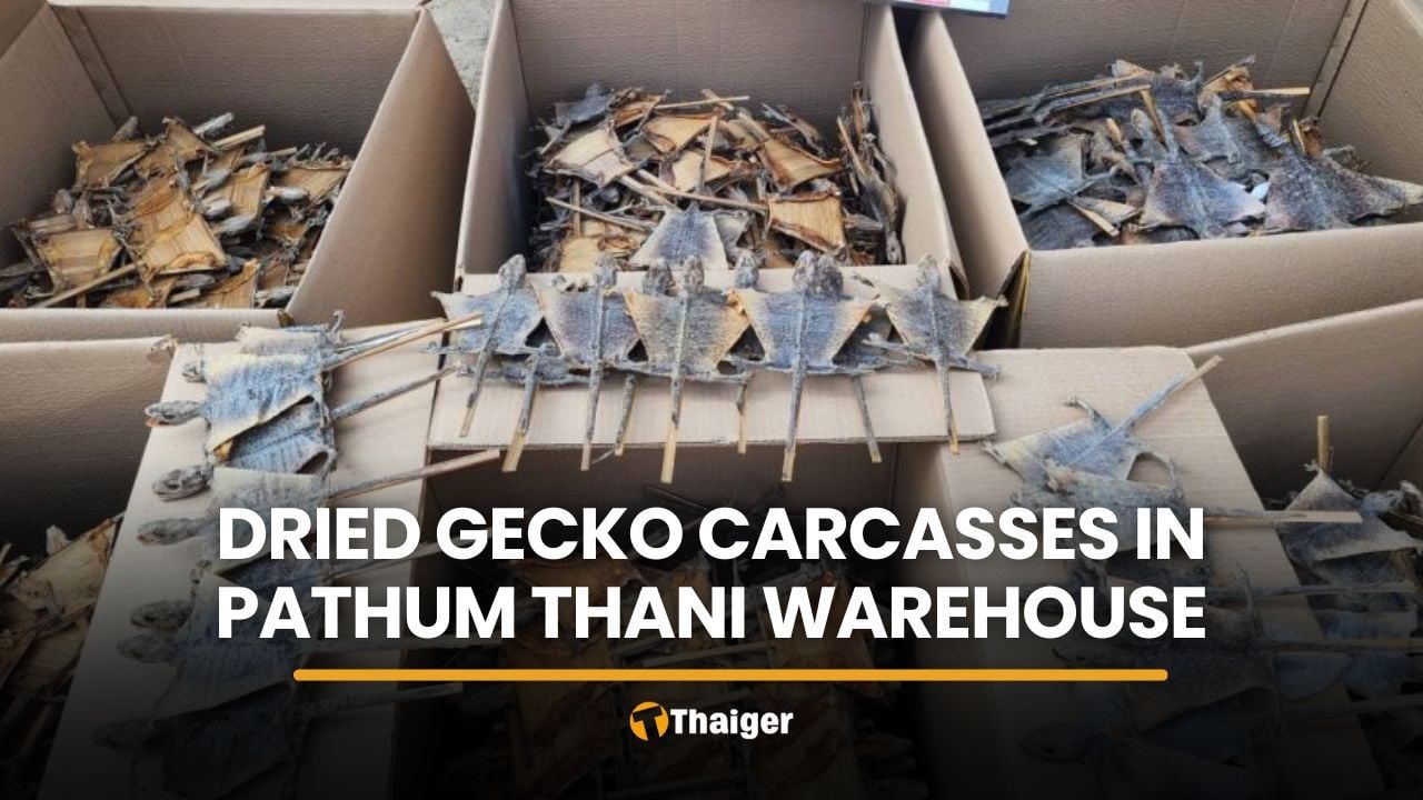 CIB finds 124,200 gecko carcasses at Pathum Thani warehouse | Thaiger