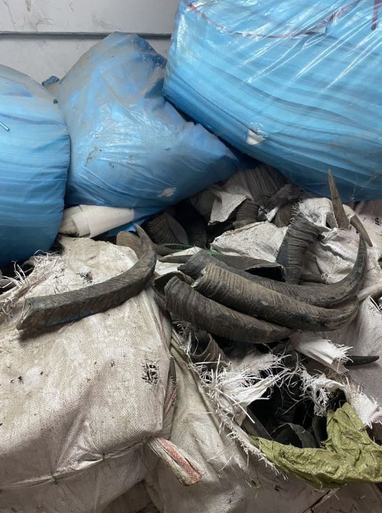 CIB finds 124,200 gecko carcasses at Pathum Thani warehouse