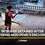 Intruder detained after entering Moo Deng’s enclosure | Thaiger