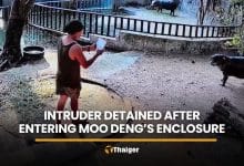 Intruder detained after entering restricted enclosure of Moo Deng | Thaiger
