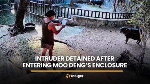 Intruder detained after entering restricted enclosure of Moo Deng | Thaiger