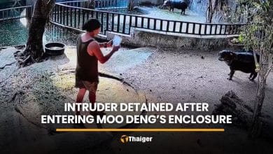 Intruder detained after entering restricted enclosure of Moo Deng | Thaiger
