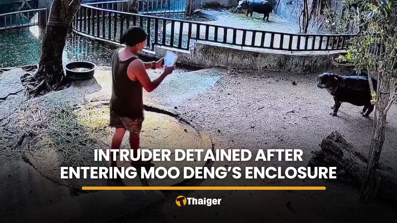Intruder detained after entering Moo Deng’s enclosure | Thaiger