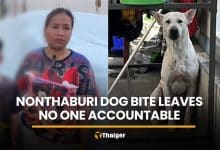 Mother questions law after dog bite leaves no one accountable | Thaiger
