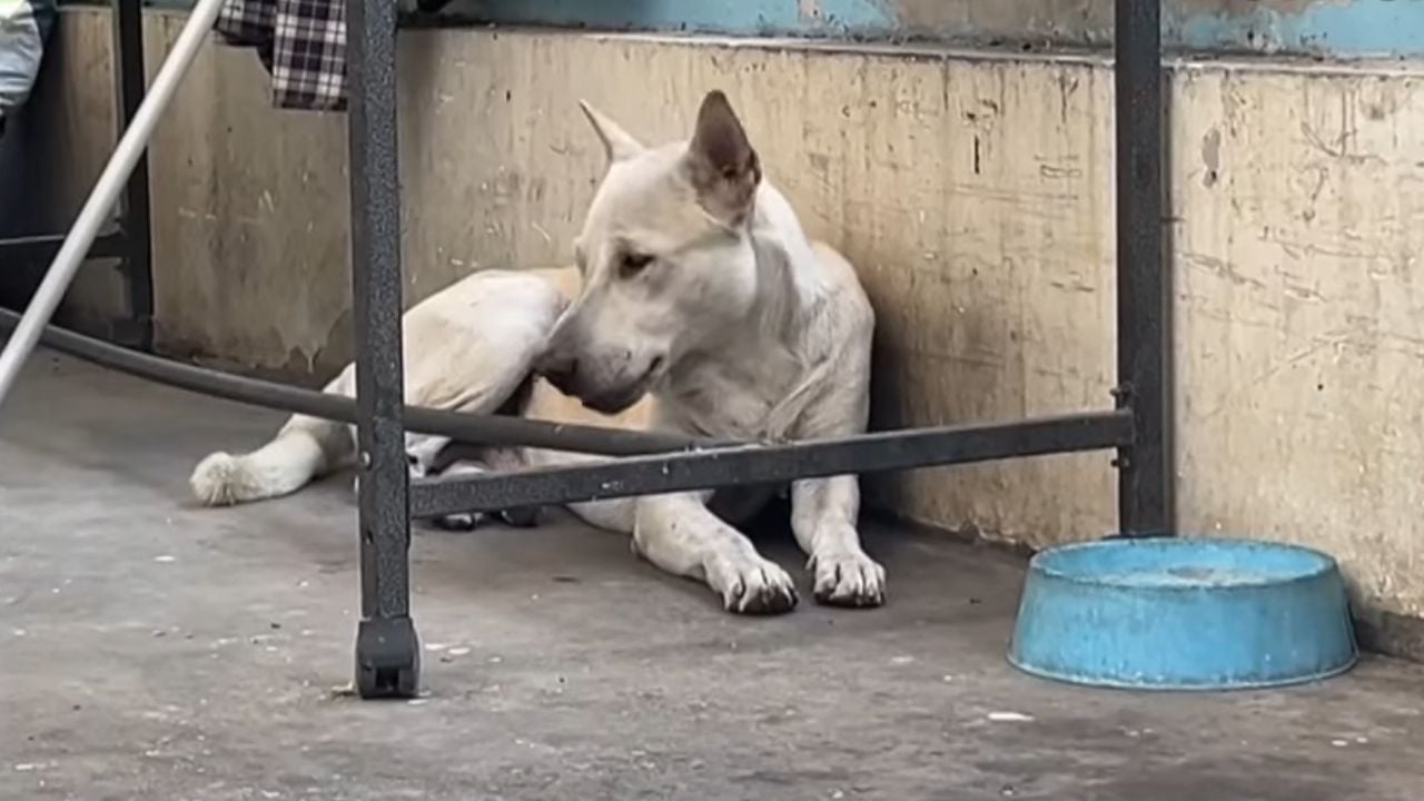 Mother questions law after dog bite leaves no one accountable