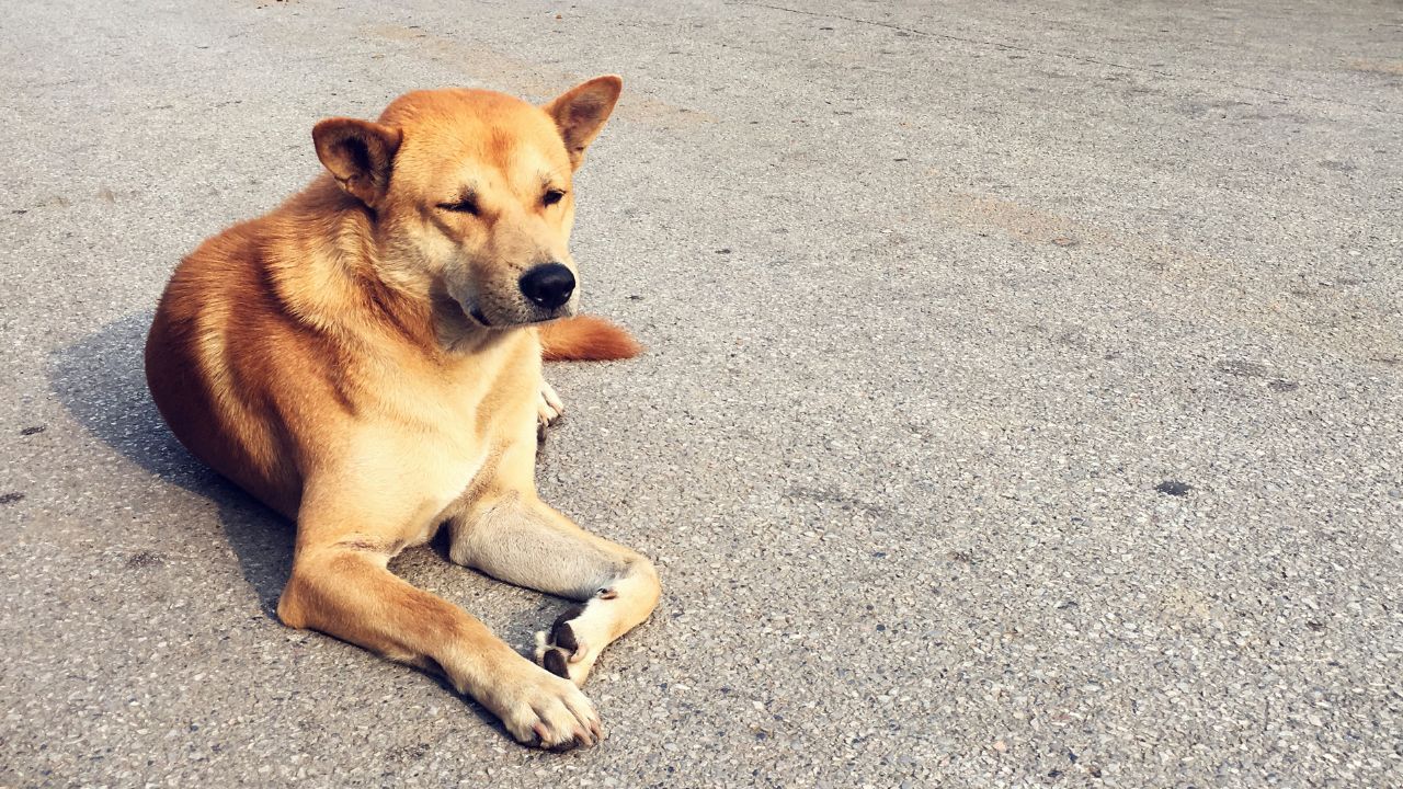 A tourist compared walking safety in California and Thailand, saying they feared people in the US but worried about dogs in Thailand.