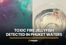Warning issued after toxic fire jellyfish detected in Phuket waters | Thaiger