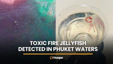 Warning issued after toxic fire jellyfish detected in Phuket waters | Thaiger