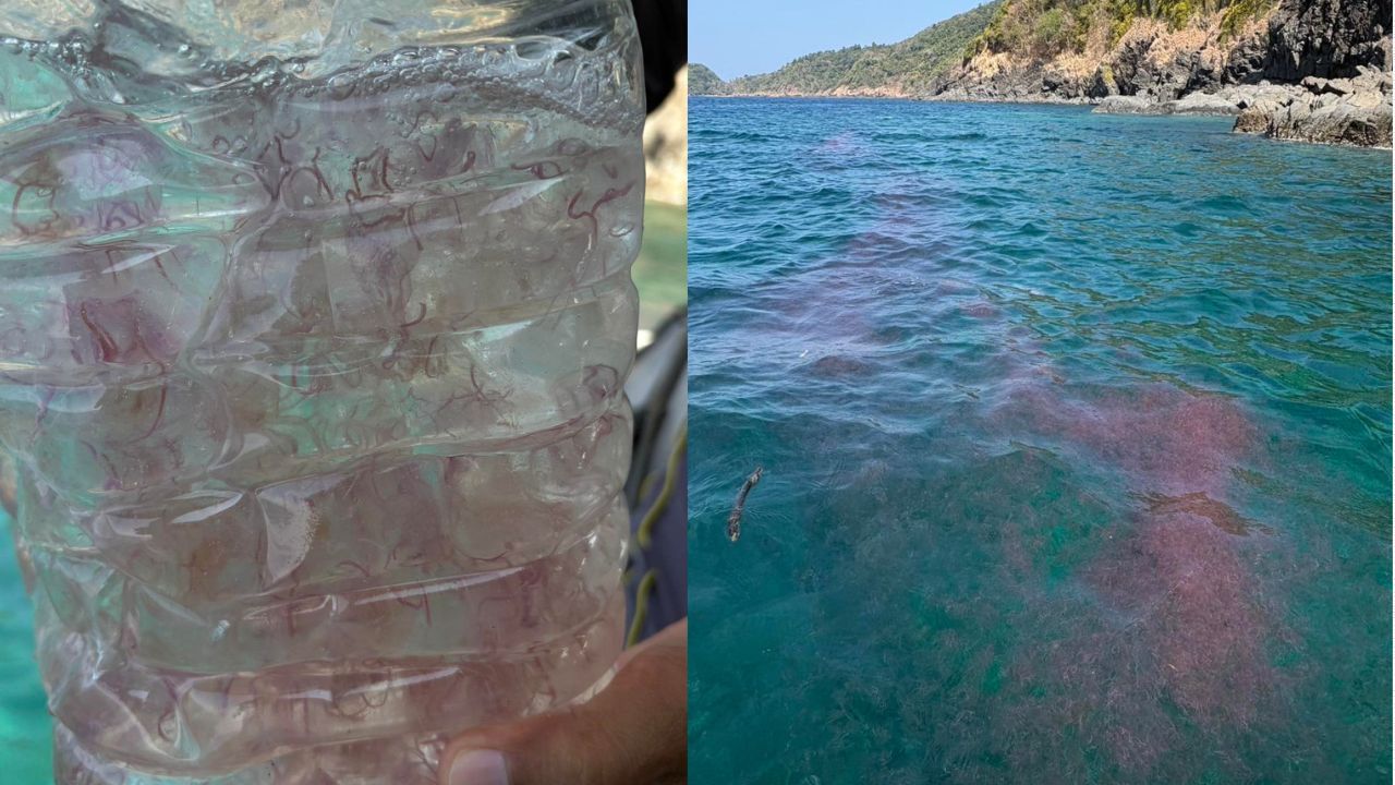 A warning was issued on March 30 after DMCR found Phuket fire jellyfish at high density near Koh Aeo in Phuket.