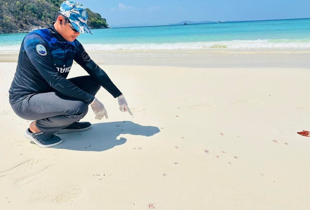 A warning was issued on March 30 after DMCR found Phuket fire jellyfish at high density near Koh Aeo in Phuket.